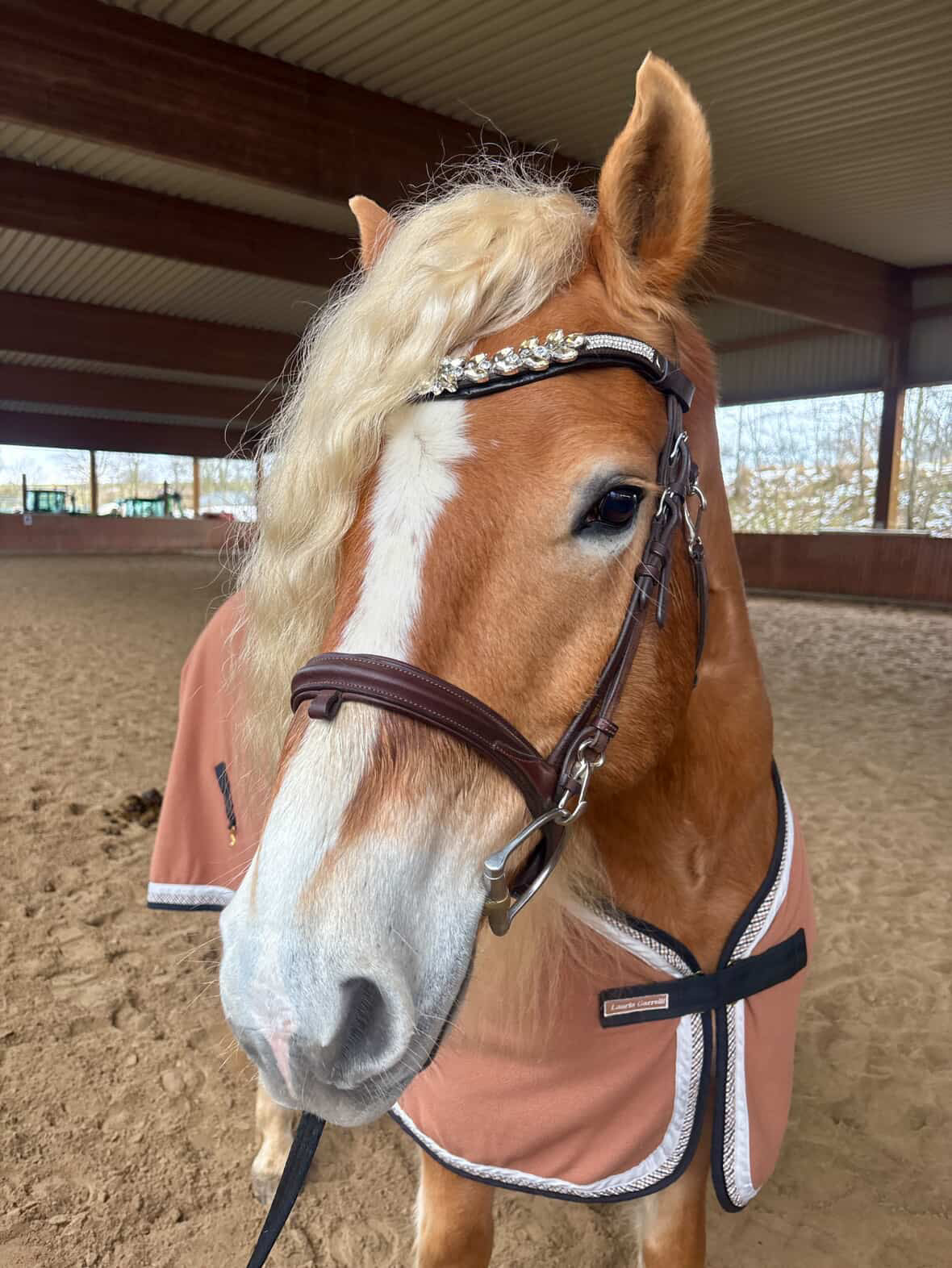 Stirnriemen Saint Marlo