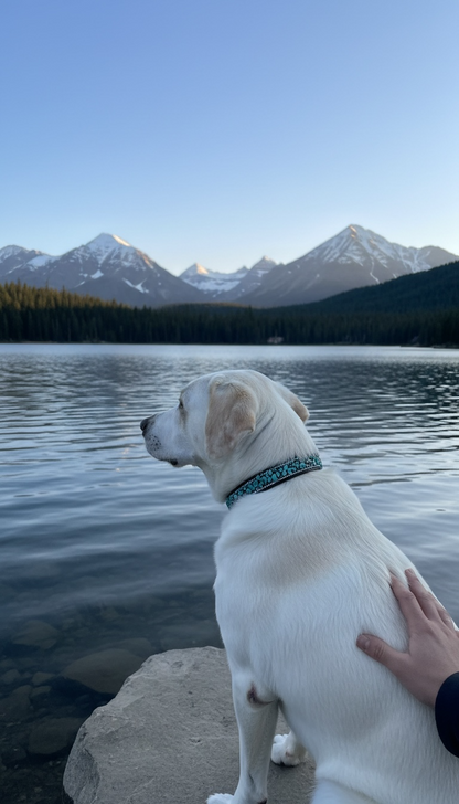 Hundehalsband Lagune