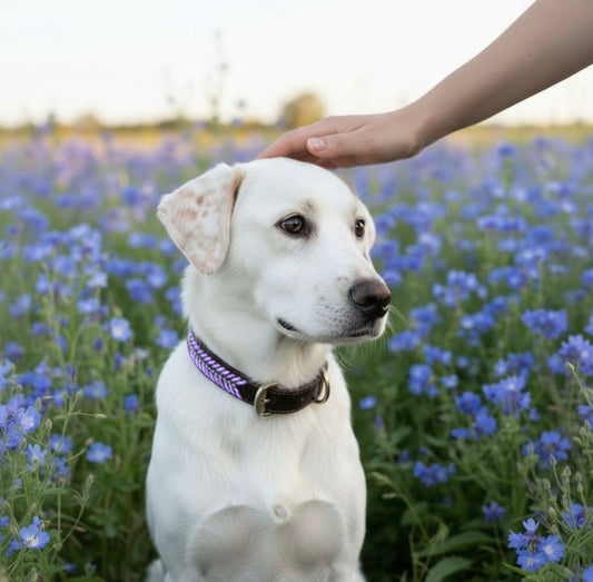 Hundehalsband Purple Ice