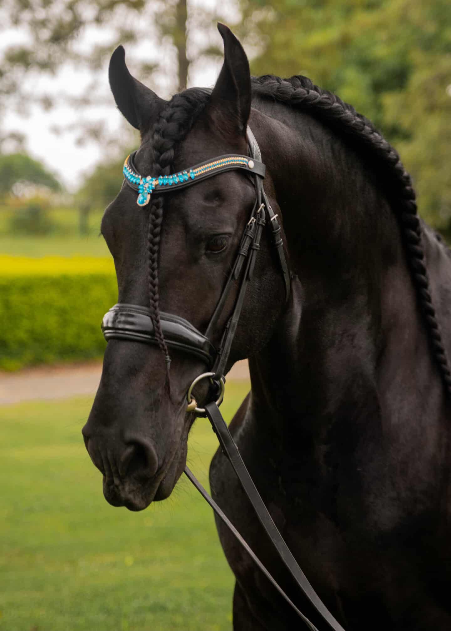 Stirnriemen Bella Blue