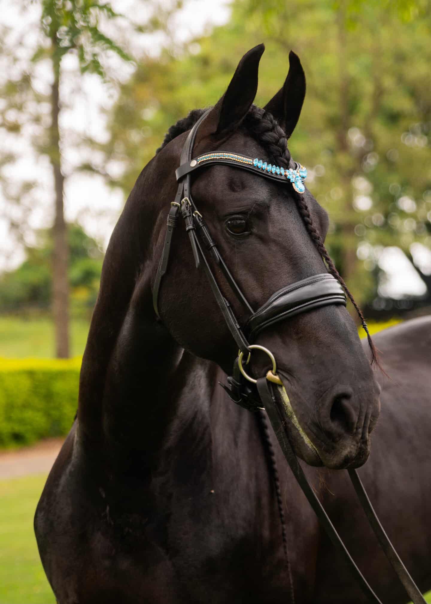 Stirnriemen Bella Blue