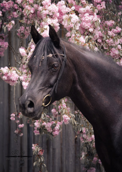 Pferdeschmuck Barock