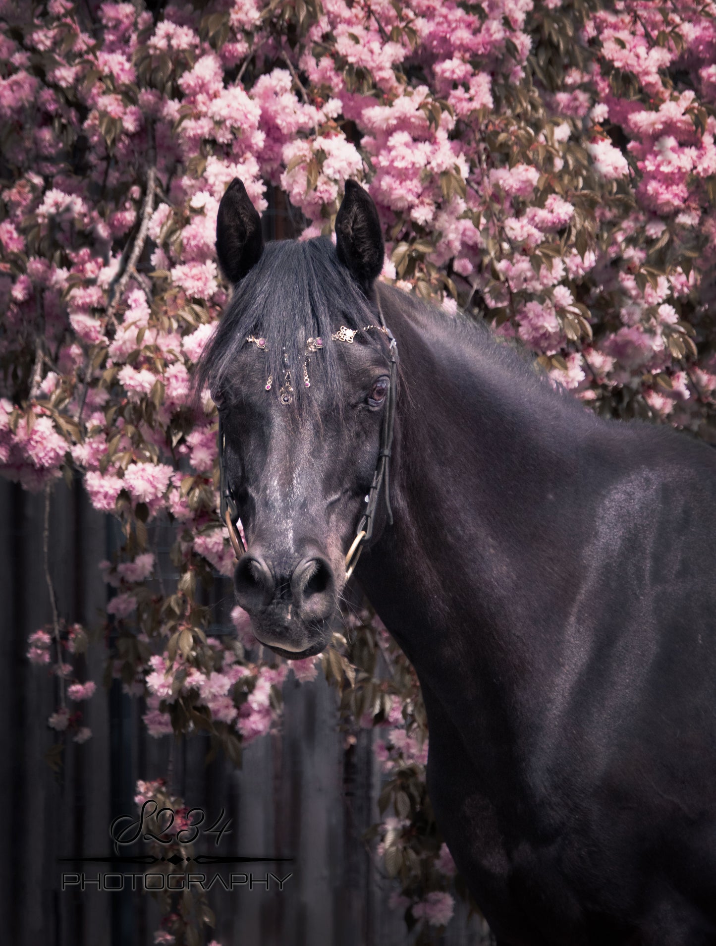 Pferdeschmuck Barock