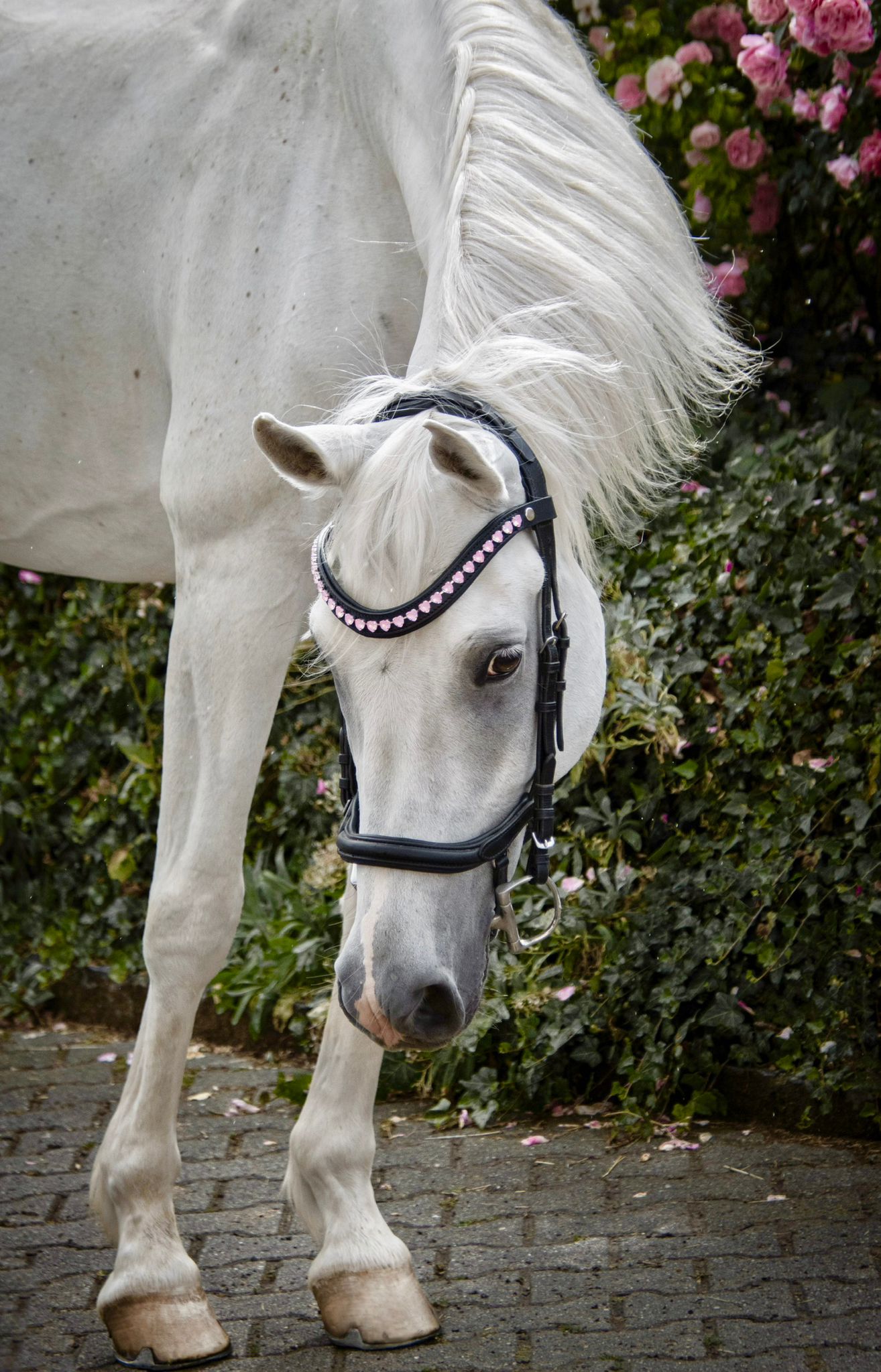 Stirnriemen Pink Hearts