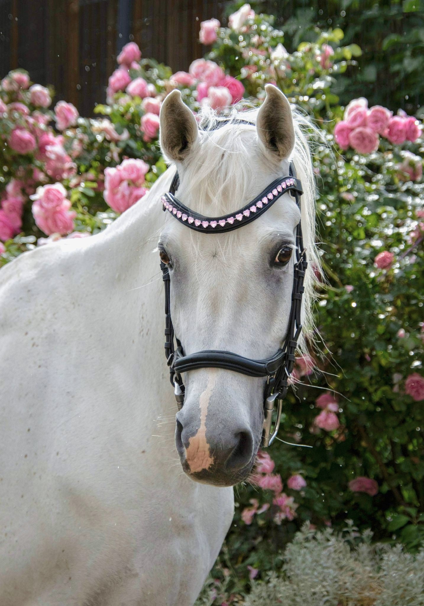 Stirnriemen Pink Hearts